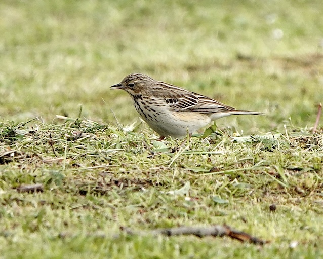 meadow pipit